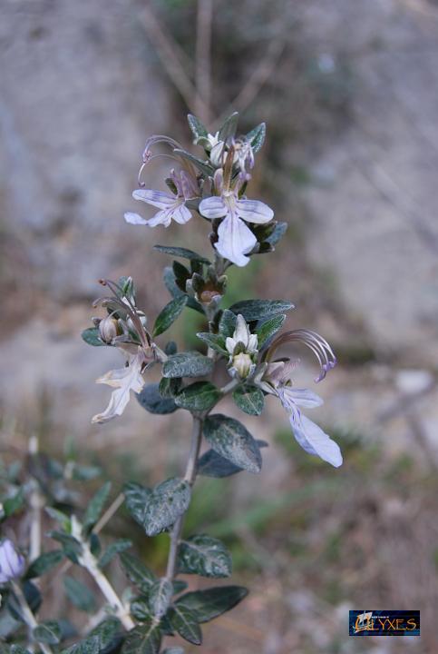 teucrium fruticans.JPG